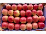 Продам яблука гарний, крупний малиновий айдарет - фото 1