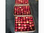 Продам яблука гарний, крупний малиновий айдарет - фото 2