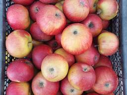 Продам яблука кисло-солодкі