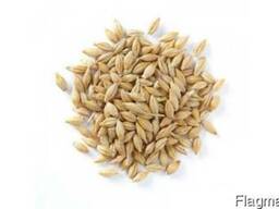 Продам ячмень