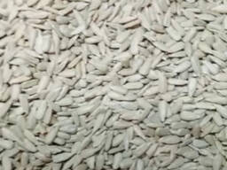 Продам ядро кондитерського насіння