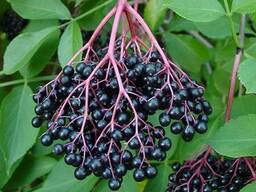 Продам ягоди бузини