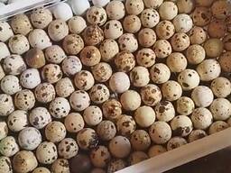 Продам яйця перепілка