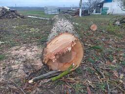 Продам ясена. Свіжопил. Кругляком