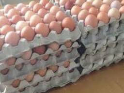 Продам яйца куриные