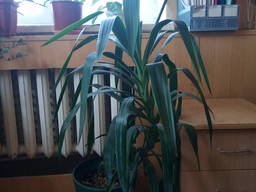 Продам юкку