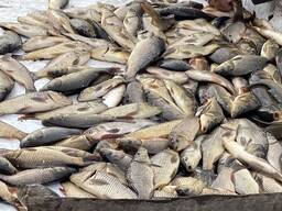 Зарибок коропа