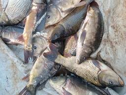 Продам Зарибок коропа дворічка