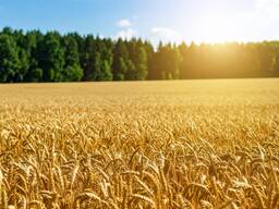Продам земельні ділянки сільхоз призначення