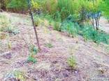 Продам земельный участок 8 сот Лазурное Алушта Крым - фото 1