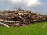 Продамо дрова паливні (деревина дров'яна): береза, вільха. - фото 2