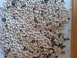 Продамо квасолю білу сорту Navy Beans врожаю 2026 року - фото 3