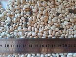 Продамо квасолю білу сорту Navy Beans врожаю 2026 року - фото 6