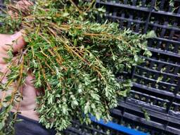 Продамо оптом Тим'ян