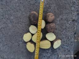Продамо посадкову картоплю рожевих сортів від 5 тонн, є висока репродукція та для ринку