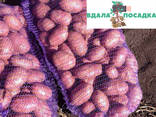 Продамо посадкову картоплю рожевого сорту Ред Скарлет - фото 1