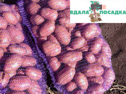 Продамо посадкову картоплю рожевого сорту Ред Скарлет