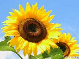 Продаём семена подсолнечника, масличные и кондитерские.