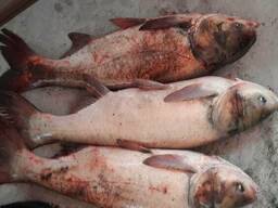 Продаём товарную рыбу толстолоб , карп , карась , сом