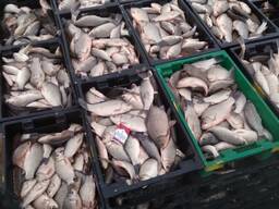 Продаётся живой карась