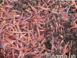 Продаю червя для рыбалки (дендробена).