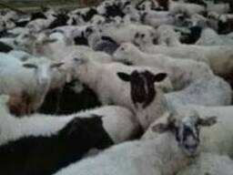 Продаются овцы живой вес 300 голов