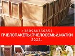 Продаются пчелопакеты, семьи Карпатской породы 2023г. - фото 1