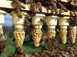 Продаются пчелопакеты, Карпатской породы, матки 2023.