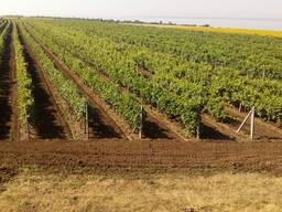 Продаж: Ферма з виробництва столового винограду. Одеська область. Farm of table grapes.