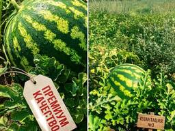 Продаж кавуна арбуза оптом сорт ПРОДЮСЕР