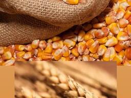 Продаж кукурудза пшениця соняшник FOB CIF