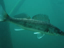 Продаж малька судака.