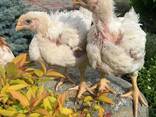 Продаж підрощених та добових курчат - фото 2