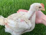 Продаж підрощених та добових курчат - фото 3