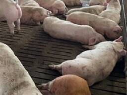 Продаж свиней живою вагою (вага 120-130 кг)