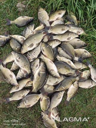 Продаж зарибку 1-2 річний короп, карась, товстолоб, амур.