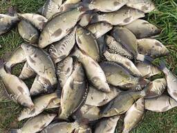 Продаж зарибку 1-2 річний короп, карась, товстолоб, амур.