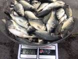 Продаж зарибку 1-2 річний короп, карась, товстолоб, амур. - фото 3