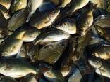 Куплю зарибок оптом - фото 2