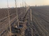 Продаж земельної ділянки 38га - фото 3