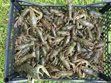 Продаж живих раків - фото 2