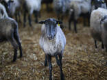 Продажа бизнеса разведение овец - фото 3