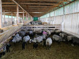 Продажа бизнеса разведение овец - фото 2