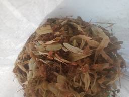 Продажа цвета липы .