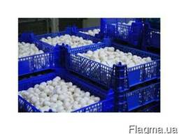 Продажа грибов шампиньонов со своей грибной фермы. Мелкий и