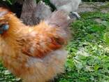 Продажа инкубационных яиц кур породы Китайская Шелковая., фото 2