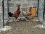 Продажа инкубационных яиц кур породы Малайская бойцовая., фото 4