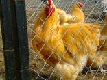 Продажа инкубационных яиц кур породы Орпингтон желтый. - фото 1