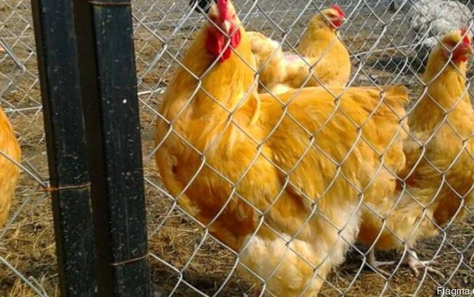 Продажа инкубационных яиц кур породы Орпингтон желтый.