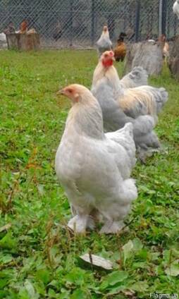 Продажа инкубационных яиц кур породы Брама лавандовая.